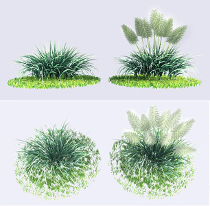 现代芦苇植物灌木，