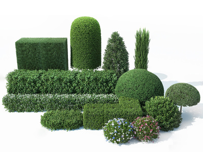 灌木绿植树，树墙 