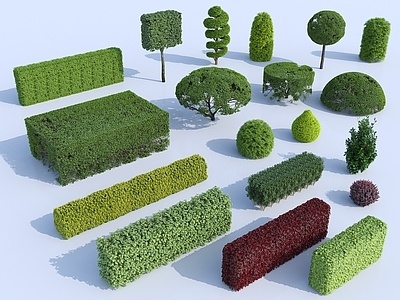  绿篱_灌木 