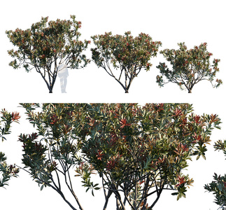 景观树，树木3D模型