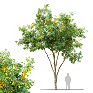 景观树_现代景观树_大树3D模型