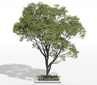 景观树_行道树_大树_树池3D模型(2021)