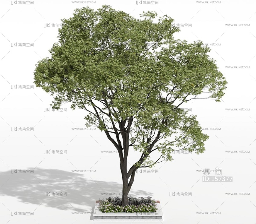 景观树_行道树_大树_树池3D模型(2021)