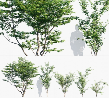 鸡爪槭 景观树su模型