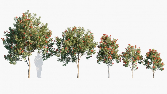 现代红花桉，景观树su模型