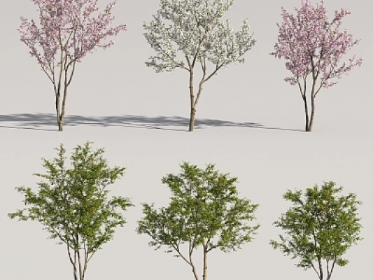  现代樱桃树3D模型
