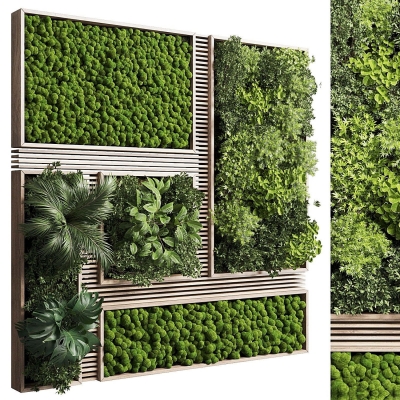  绿植墙。植物墙 