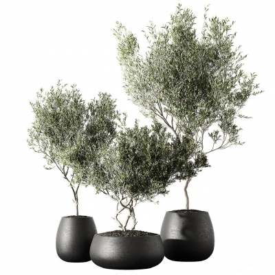 室内活植物盆栽3d模型下载