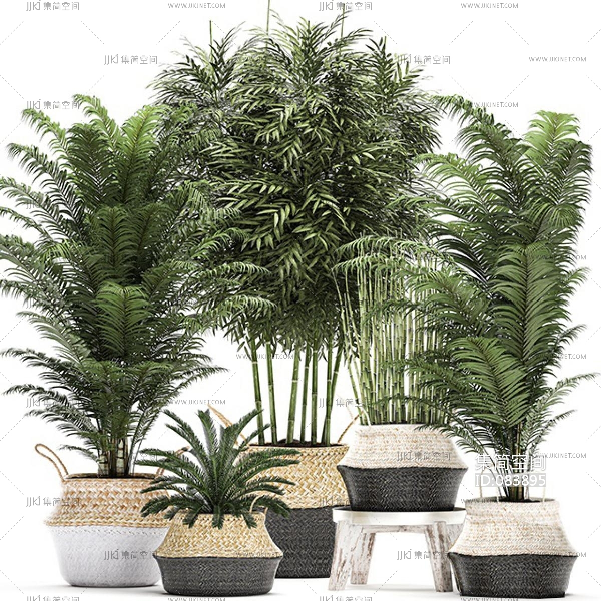 植物盆栽,散尾葵花盆3d模型下载-【集简空间】「每日更新」