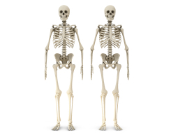 Z17-0717人体骨骼