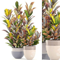  室内盆栽植物国外3D模型下载2016