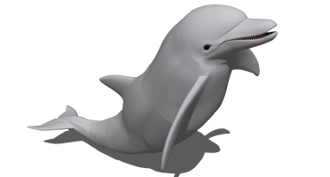 海洋动物海豚 (3)