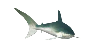 海洋动物鲨鱼 (1)