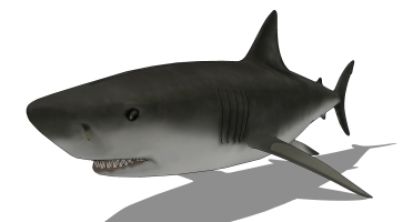 海洋动物鲨鱼 (2)