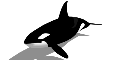 海洋动物鲨鱼 (3)