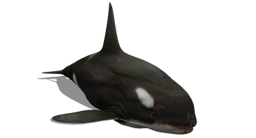 海洋动物鲨鱼 (4)