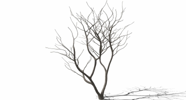 03-枯树干枝树枝