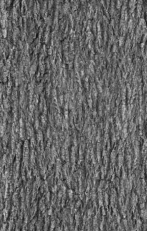 树皮贴图下载 (5)
