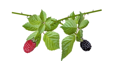 水果 树莓