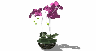 现代植物花瓶插花蝴蝶兰   (2)