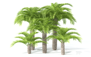 H121-0726景观树椰子树3dmax模型下载