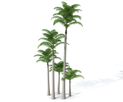 H61-0726景观树椰子树3dmax模型下载