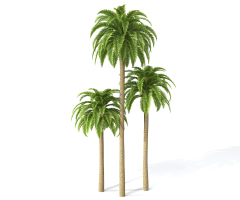 H65-0726景观树椰子树3dmax模型下载