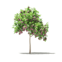 22无花果果树景观植物树3dmax模型下载