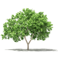 25无花果果树景观植物树3dmax模型下载
