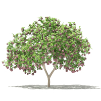 26无花果果树景观植物树3dmax模型下载