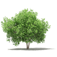 27无花果果树景观植物树3dmax模型下载