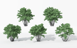 H07-0730景观植物树松树针叶植物树3dmax模型下载