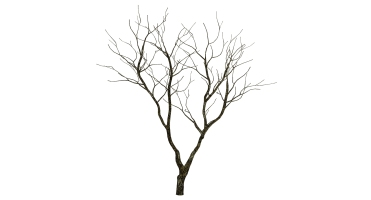 枯樹樹枝干枝樹干擺件 (12)