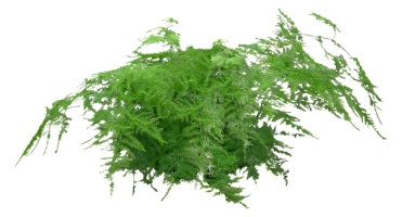 室外园林景观植物花草花卉灌木单面二维模型2d (43)