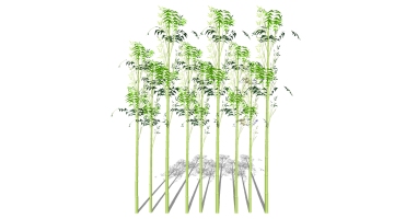 景观竹子植物模型 (3)