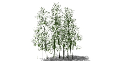 景观竹子植物模型 (5)
