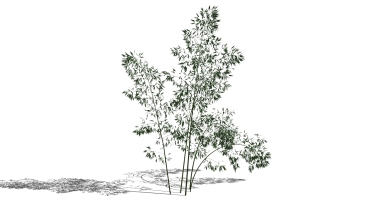 景观竹子植物模型 (6)