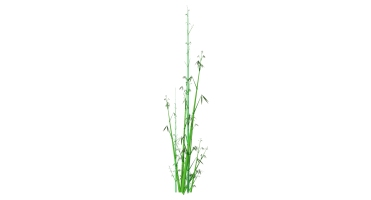 景观竹子植物模型 (11)