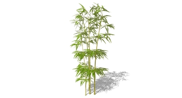 景观竹子植物模型 (12)