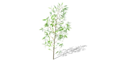 景观竹子植物模型 (15)