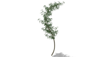 景观竹子植物模型 (17)