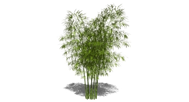 景观竹子植物模型 (19)