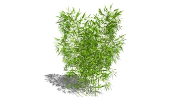 景观竹子植物模型 (20)