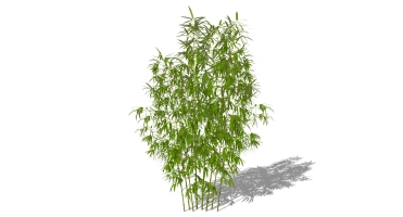 景观竹子植物模型 (22)