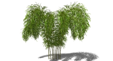 景观竹子植物模型 (23)