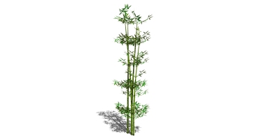 景观竹子植物模型 (27)
