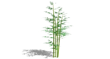 景观竹子植物模型 (31)