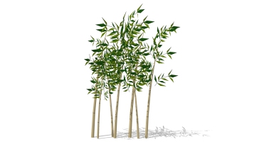 景观竹子植物模型 (32)