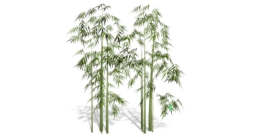 景观竹子植物模型 (33)