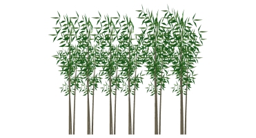 景观竹子植物模型 (36)